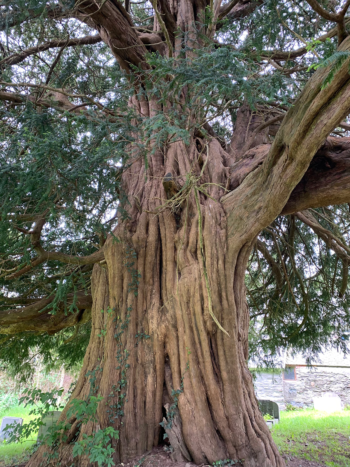 Ancient yew tree, Gwytherin Church, North Wales