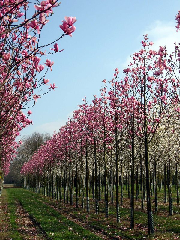 Sourcing and supply of trees, topiary and hedges