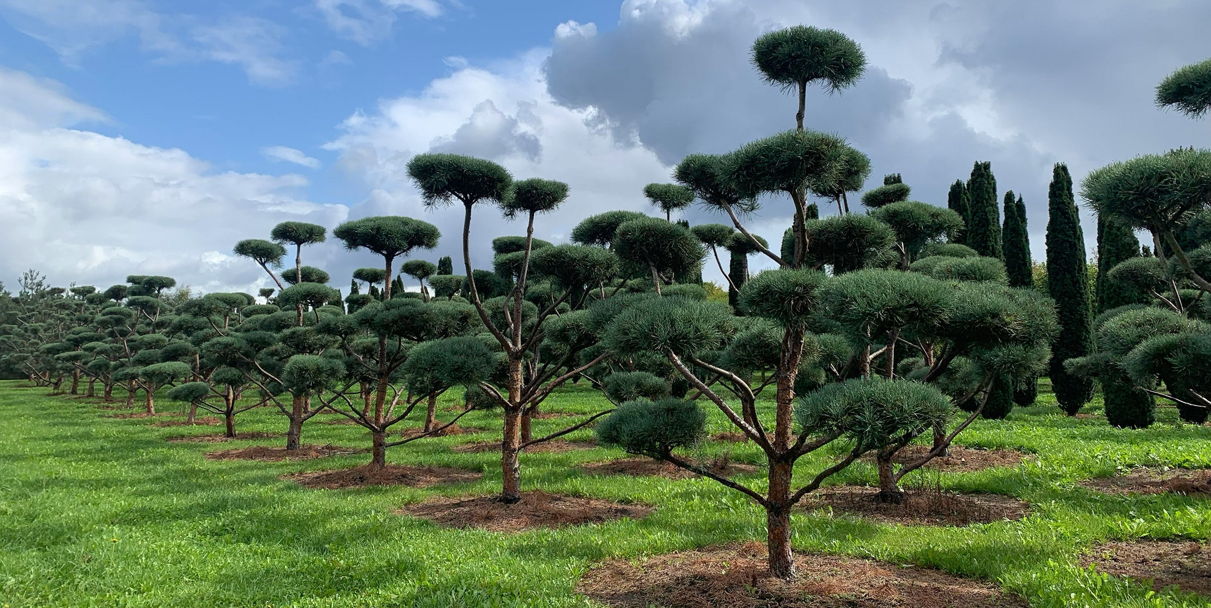 Treescape and Planting Design