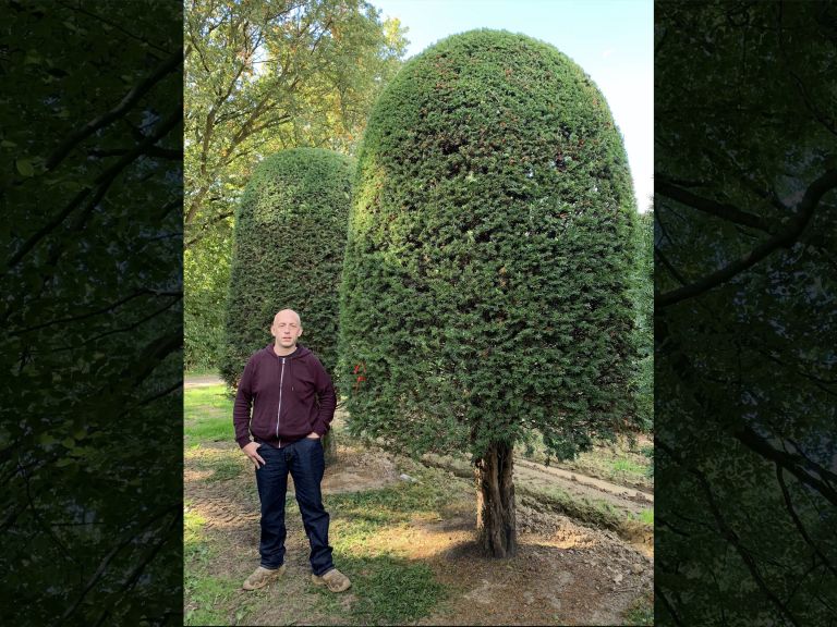 Central Yew (Beehive)