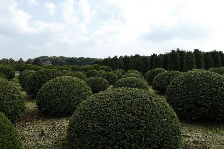 Large Yew (Domes)
