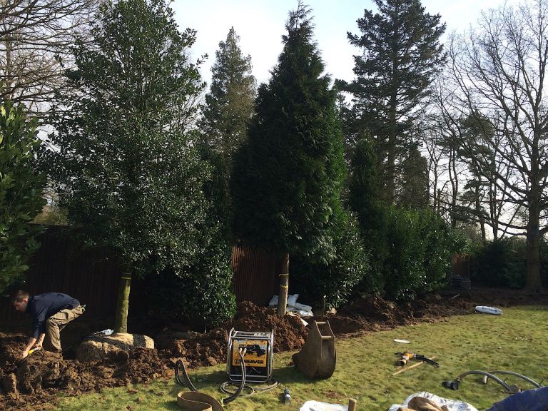 Mature, Mixed Evergreen Screening