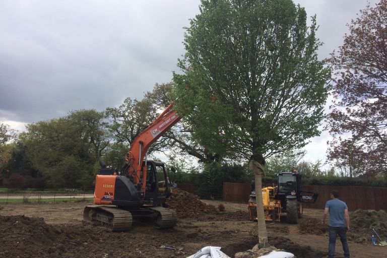 Mature Specimen Hornbeam