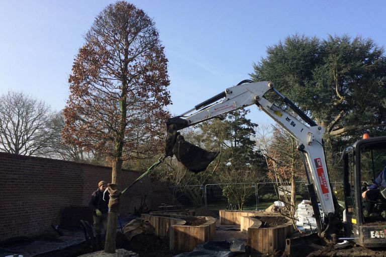 Specimen Beech (Beehive)