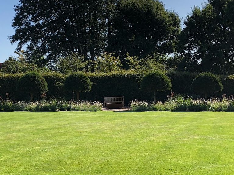 Feature Yew (unbrella Shaped)