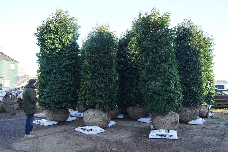 Large, Evergreen Laurels