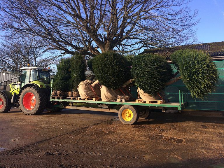 Feature Yew (unbrella Shaped)