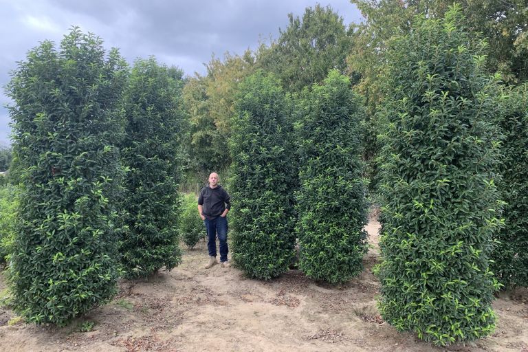 Large, Evergreen Laurels