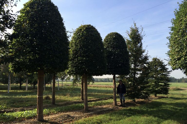 Specimen Beech (Beehive)