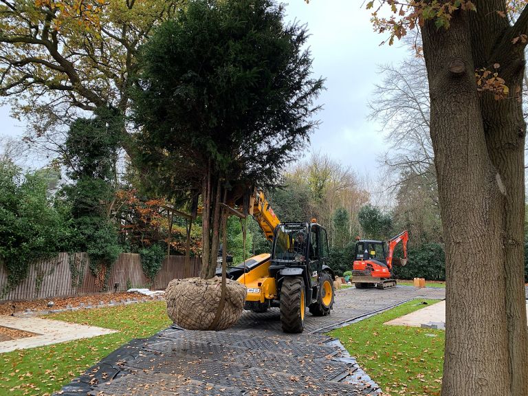 Mature Specimen Yew
