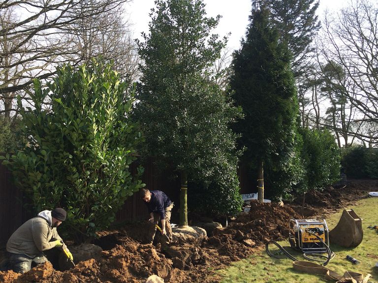 Mature, Mixed Evergreen Screening