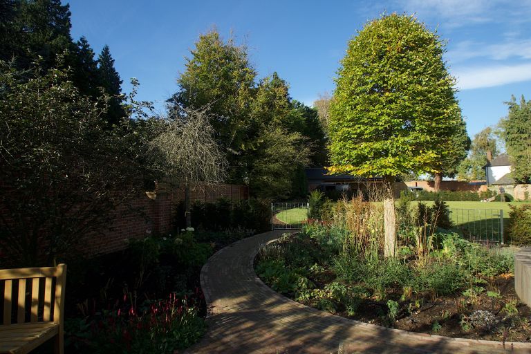 Specimen Beech (Beehive)