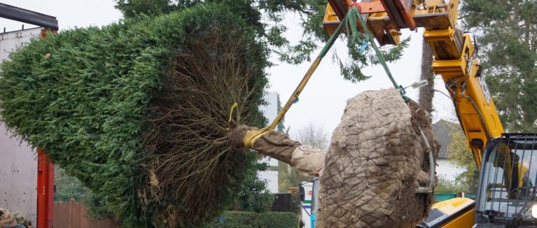 Tree, topiary & hedge planting