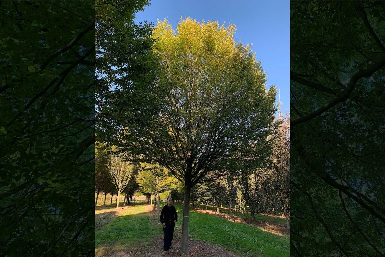 Mature Specimen Hornbeam