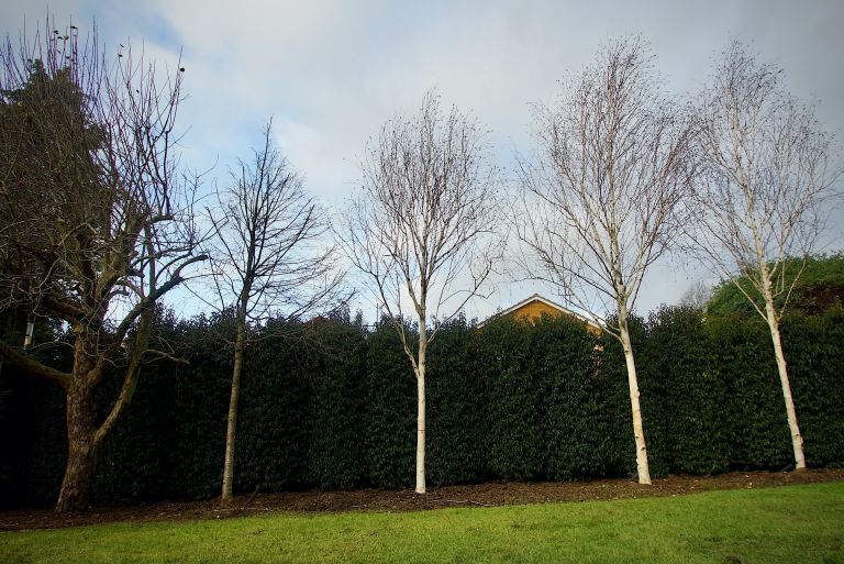 Large, Evergreen Laurels