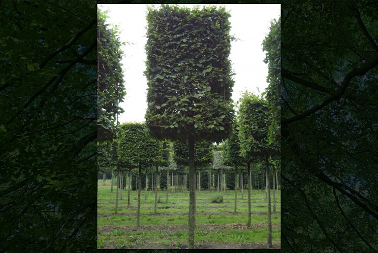 Cubed Hornbeams on Stems