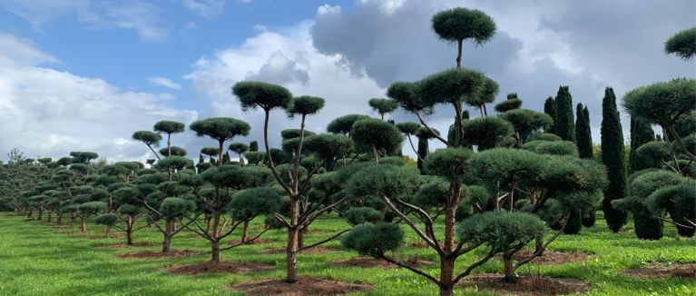 Sourcing and supply of trees