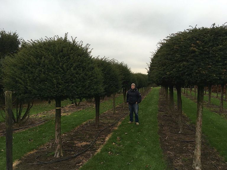 Feature Yew (unbrella Shaped)