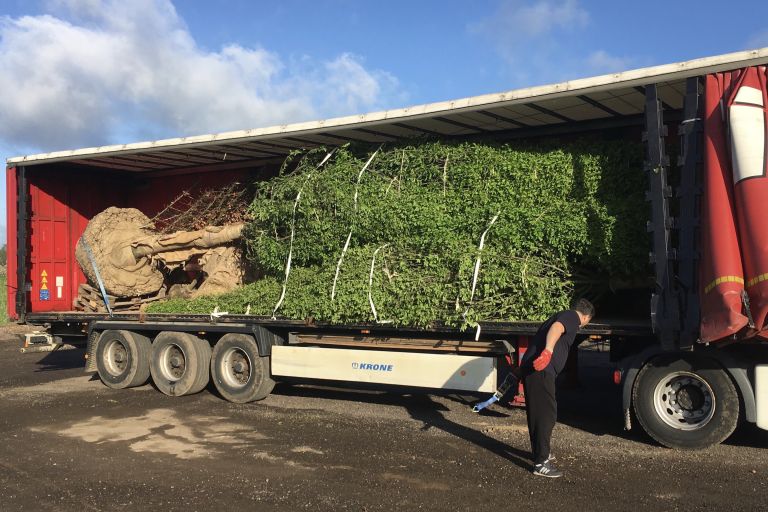 Mature Specimen Hornbeam