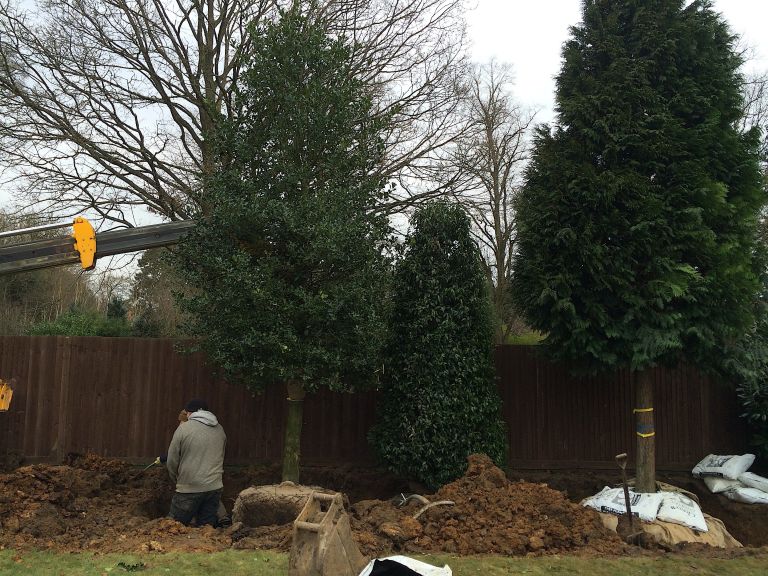 Mature, Mixed Evergreen Screening