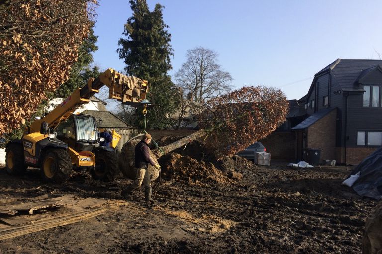 Specimen Beech (Beehive)