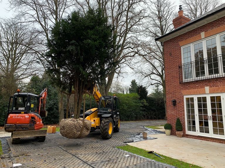 Mature Specimen Yew