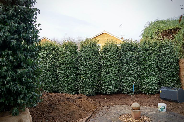Large, Evergreen Laurels