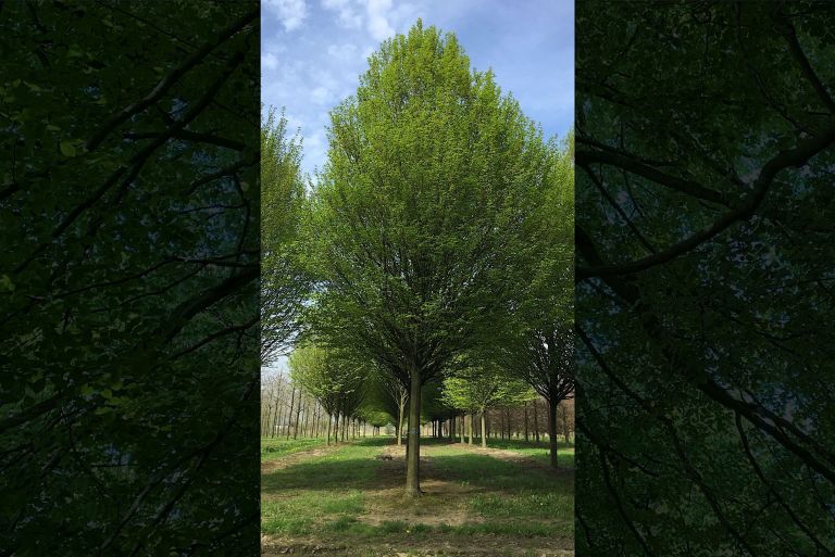 Mature Specimen Hornbeam