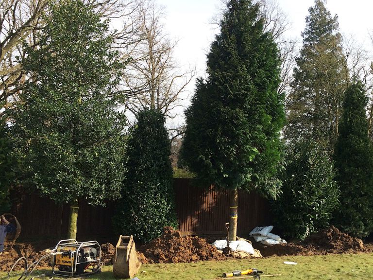 Mature, Mixed Evergreen Screening