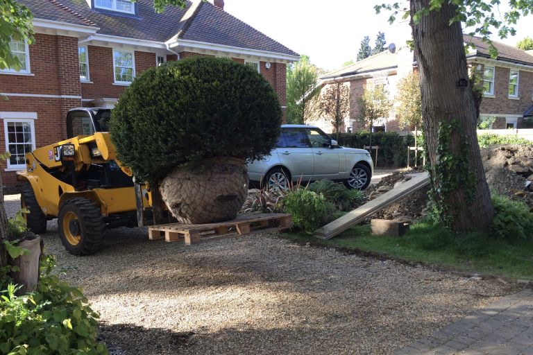 Large Yew (Domes)