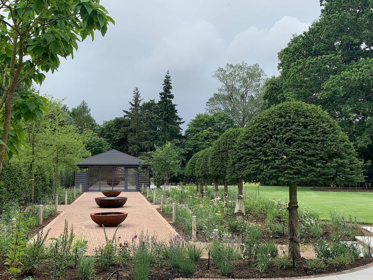 Feature Yew (unbrella Shaped)