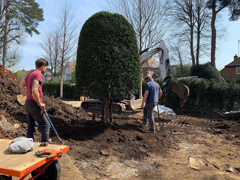 Central Yew (Beehive)