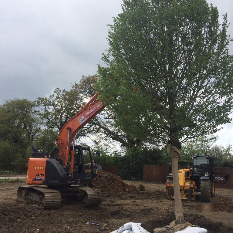 Mature Specimen Hornbeam