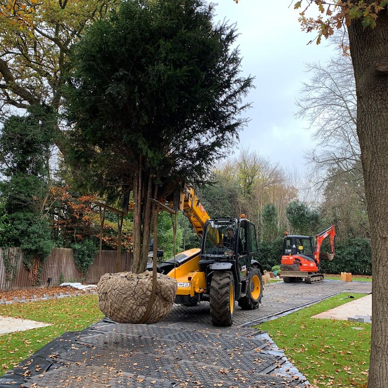 Mature Specimen Yew Tree