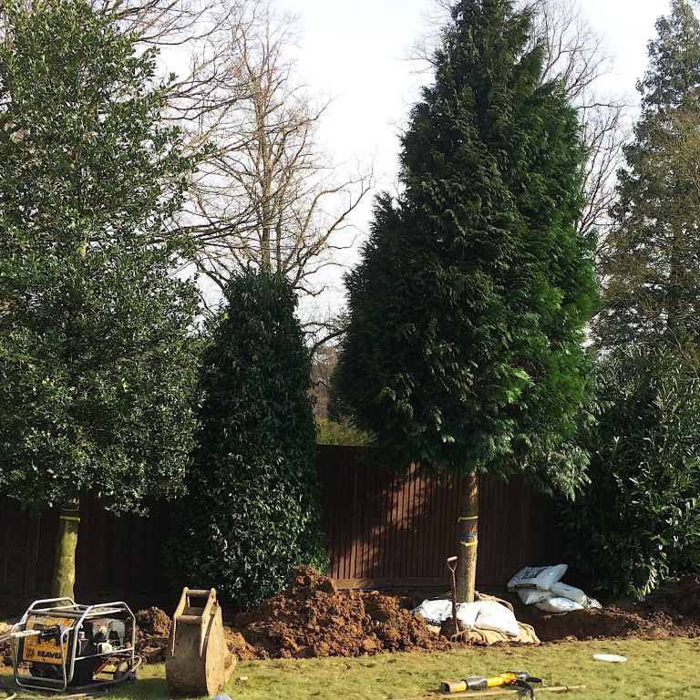 Mature, Mixed Evergreen Screening